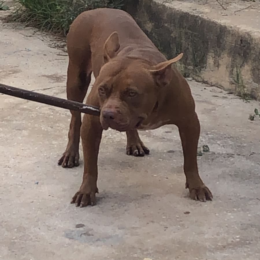Polícia resgata pitull vítima de maus-tratos, mas dono consegue fugir da jaula