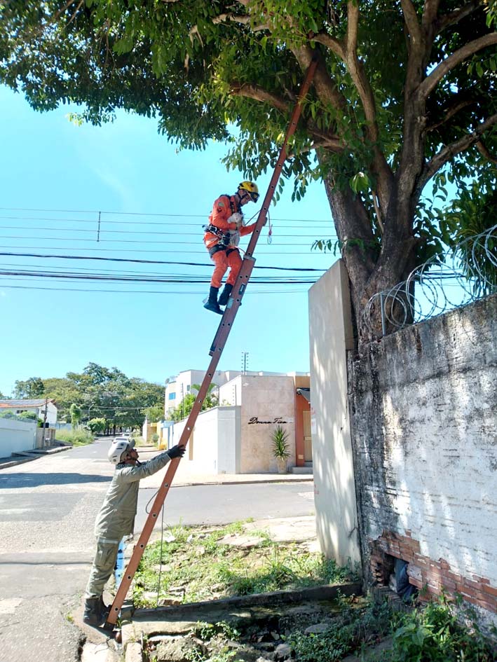 Corpo de Bombeiros resgata gato preso três dias em cima de árvore na zona leste