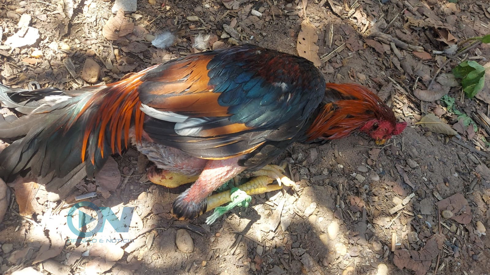 Polícia Ambiental faz apreensão de galos de briga e 30 aves na Feira dos Pássaros em Teresina