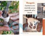 Castelo do Piauí tem sua primeira associação de proteção animal com decreto de utilidade pública