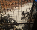 Homem é preso na zona leste de Teresina por maus tratos a oito cães