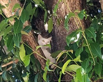 Corpo de Bombeiros resgata gato preso três dias em cima de árvore na zona leste