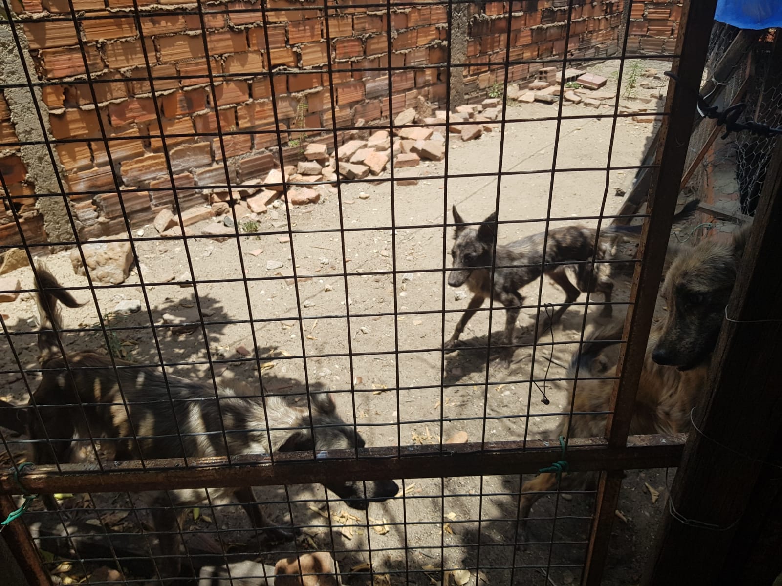 Homem é preso na zona leste de Teresina por maus tratos a oito cães